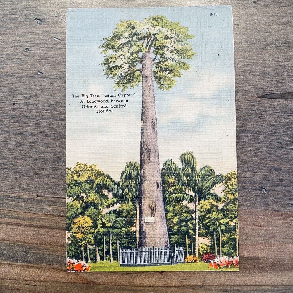 1940s Vintage Postcard Nature Big Cypress Tree Orlando Sanford Longwood Florida
